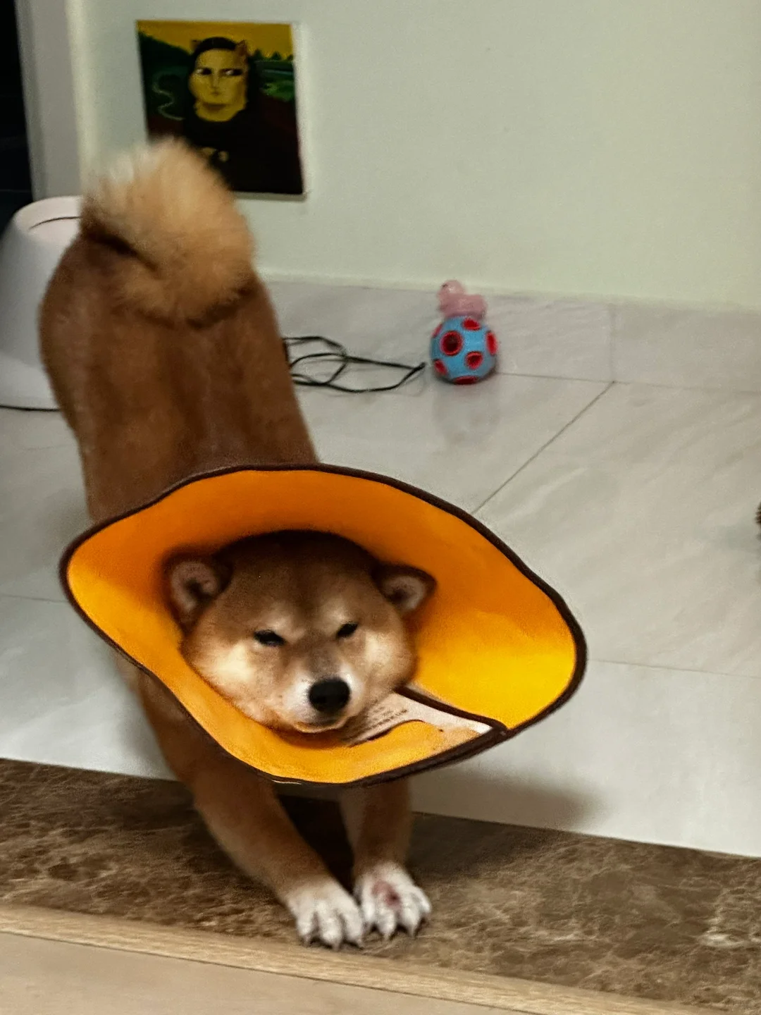 我家宠物好可爱 我的萌宠 柴犬