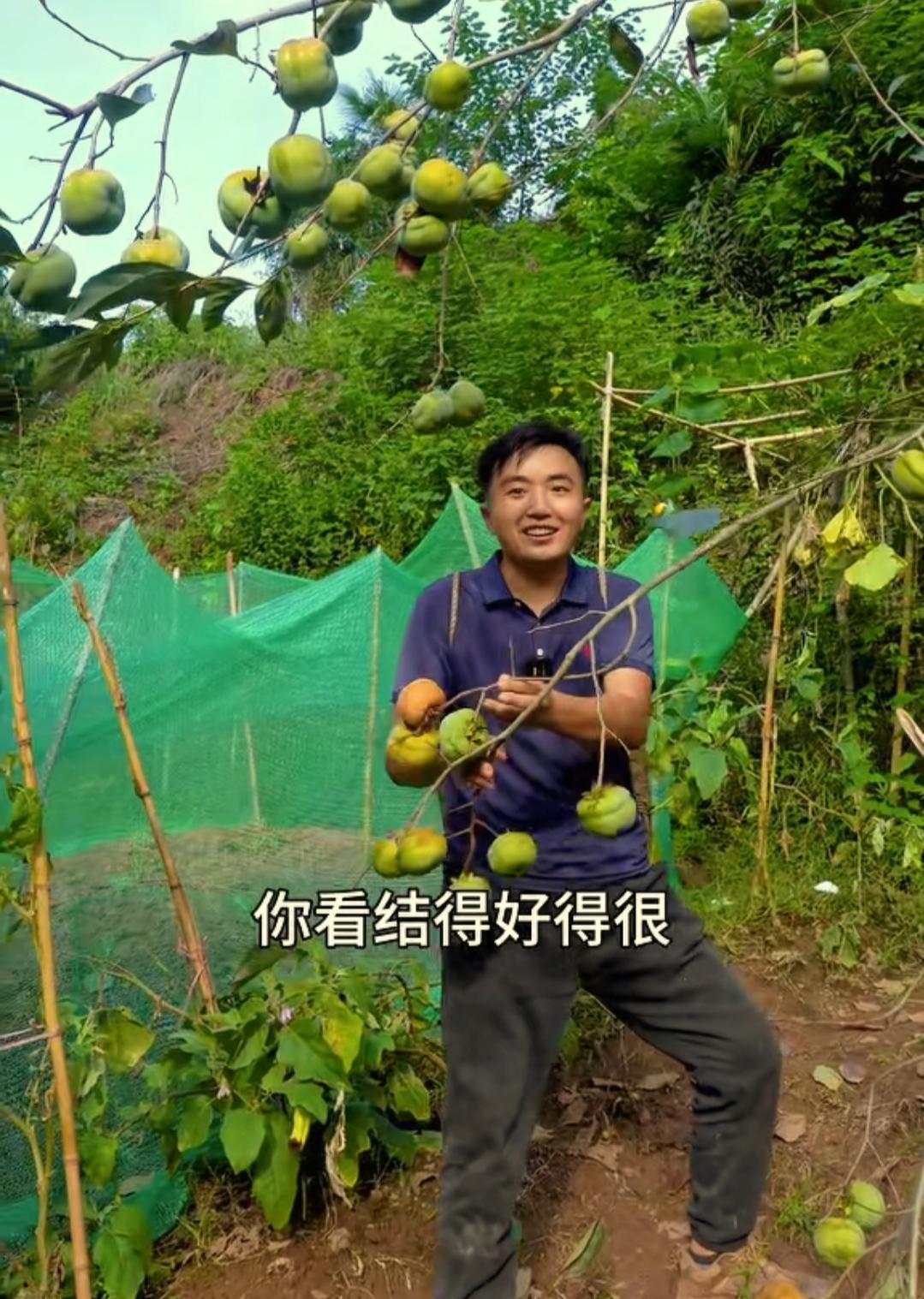 万万没想到
徐三娃为岳母建房靠的不是拍视频赚钱，不是直播带货，而是在路边卖柿子