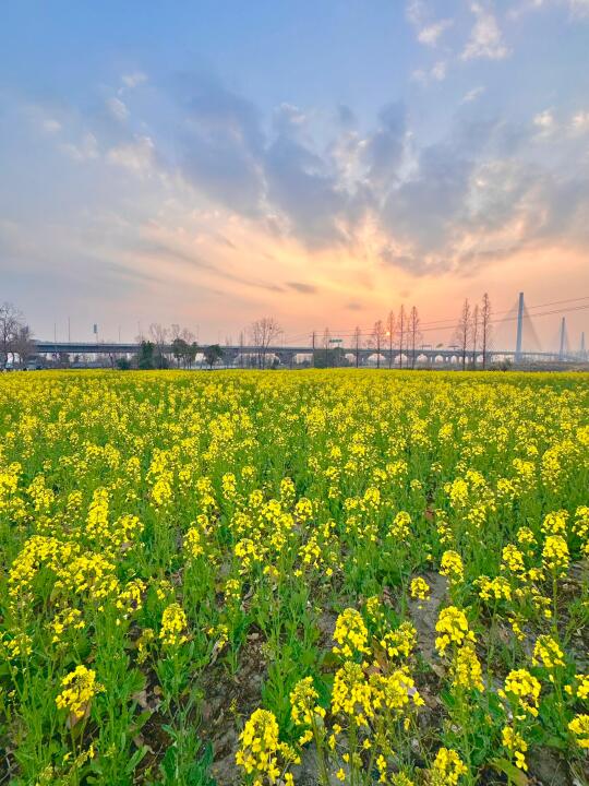 3.10江心洲油菜花无人！快来！