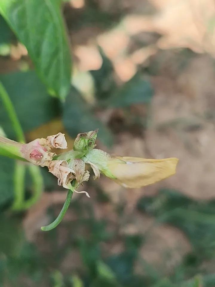 豆角开花虽然不鲜艳，但是能够解决生活问题。
拍摄于肥城市自己的小菜园！
头条首发