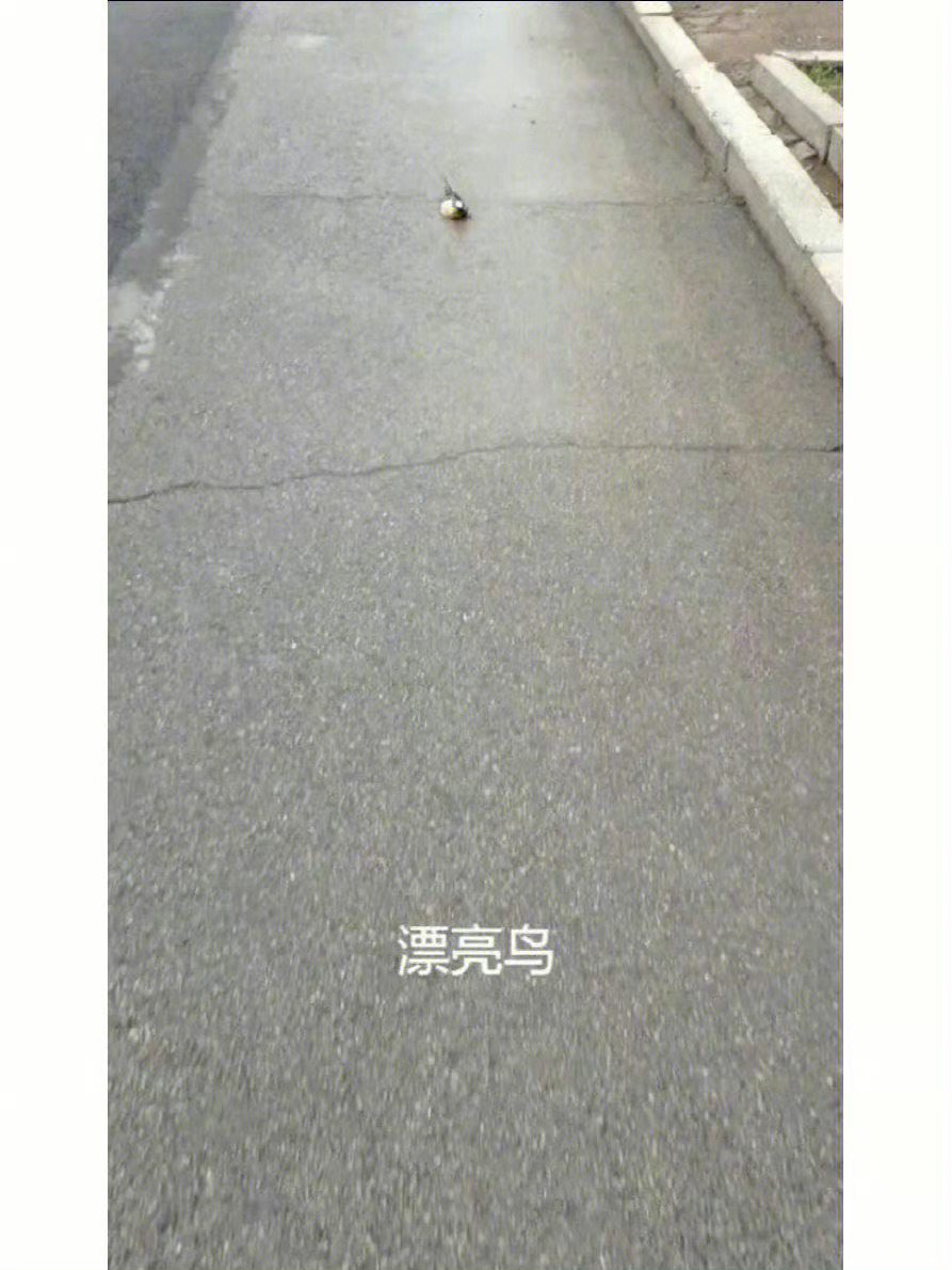 近视眼中的漂亮鸟 ​​​～ ​​​