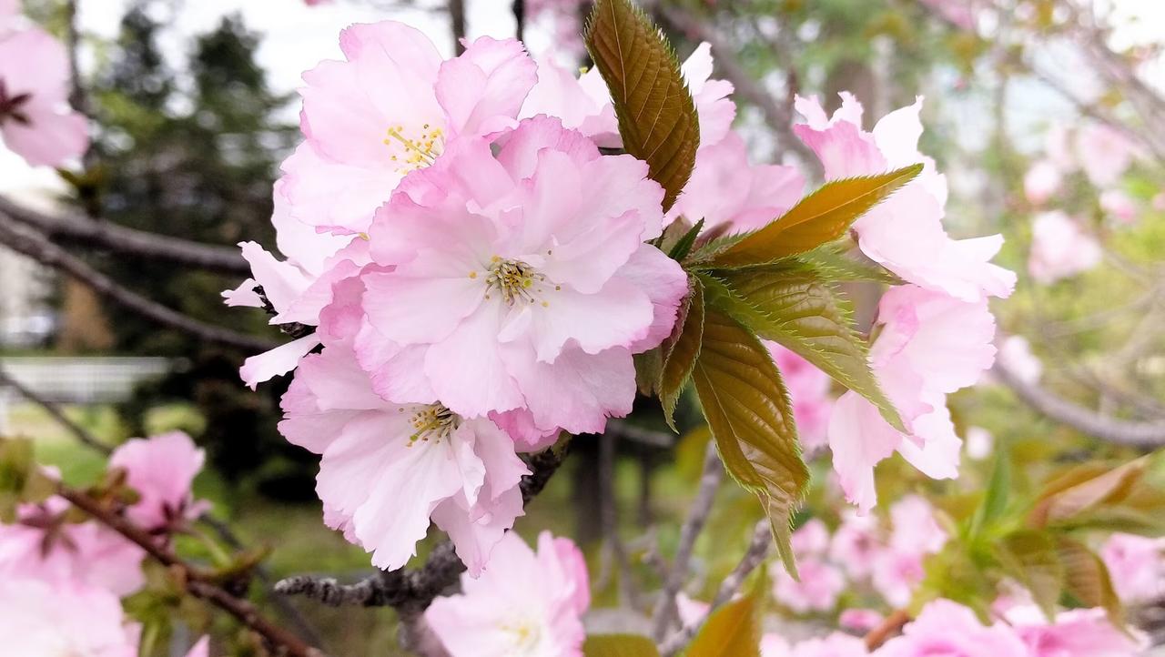 上联：春天满园花色，
下联：秋收千顷枫红。