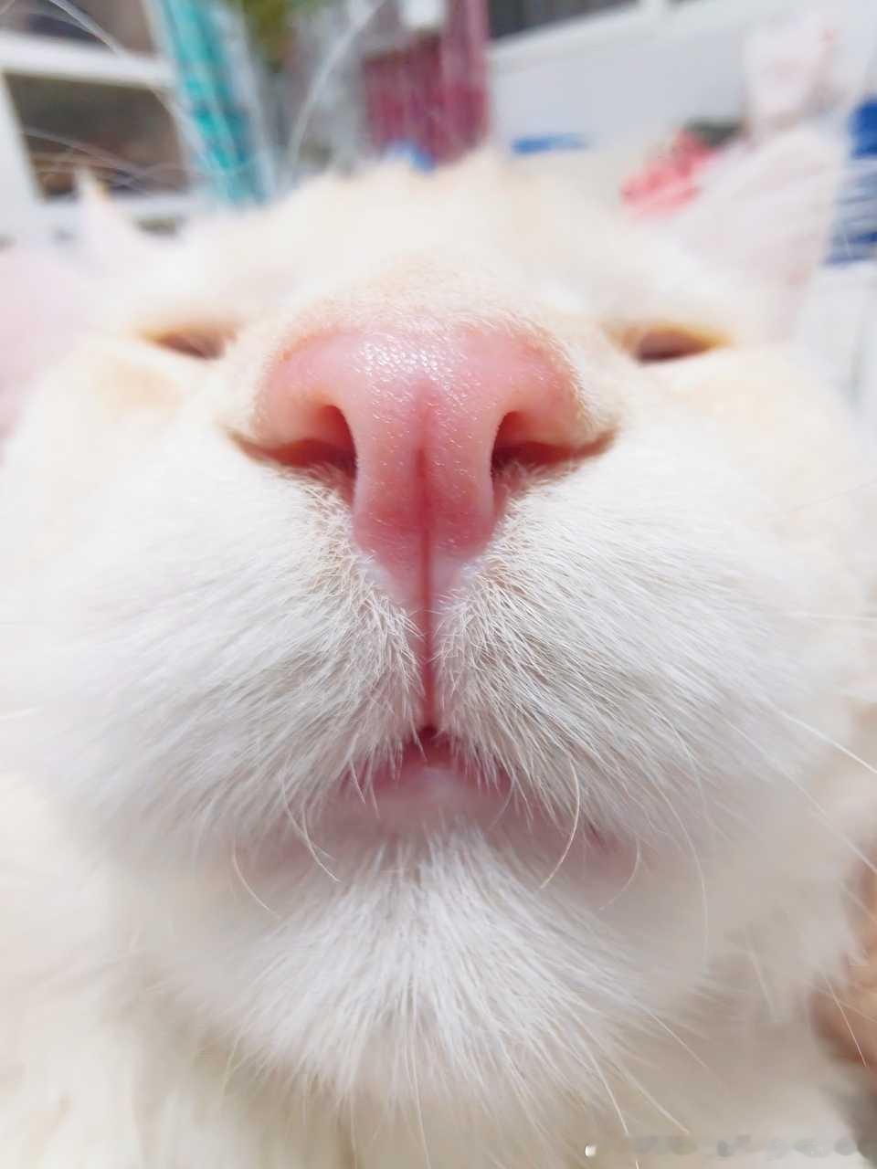 49800【丑猫】 