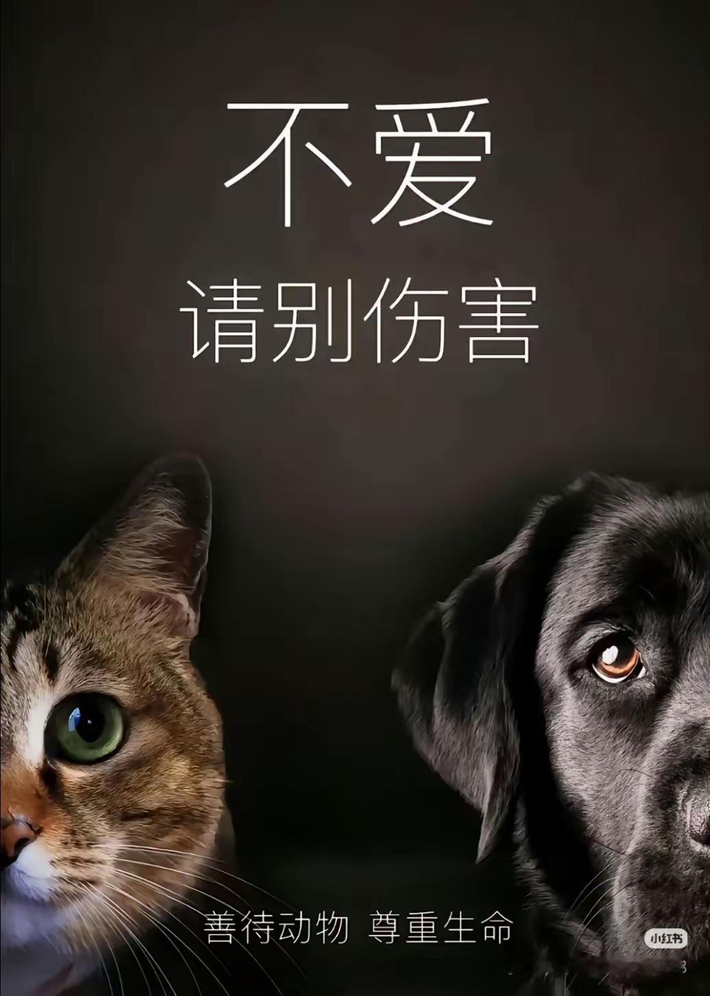 连老师的作用都没想明白的人，配当老师吗？
对于猫，老师和家长教会学生的应该是：猫