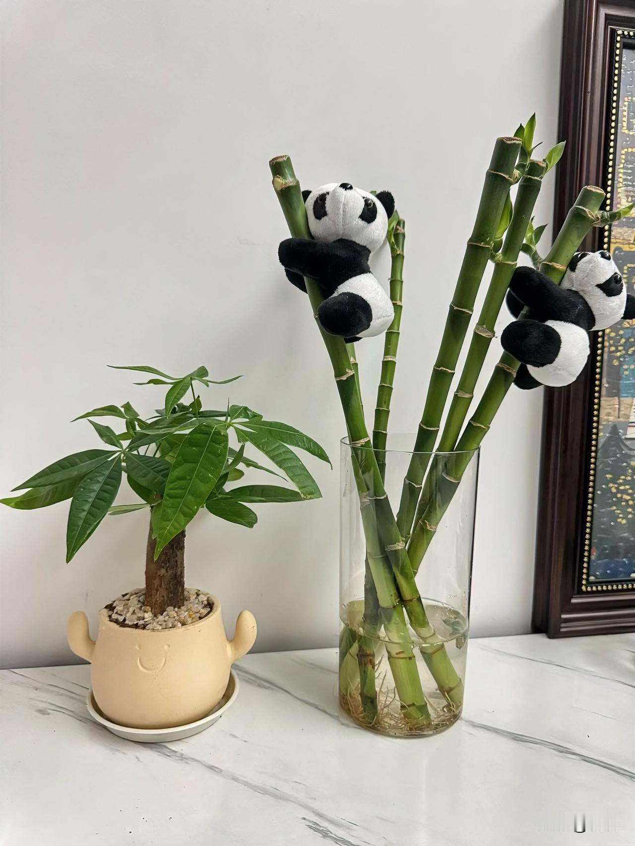 刚给家里的富贵竹挂上小熊猫玩偶，瞬间就有了不一样的感觉！

旁边的发财树绿油油的