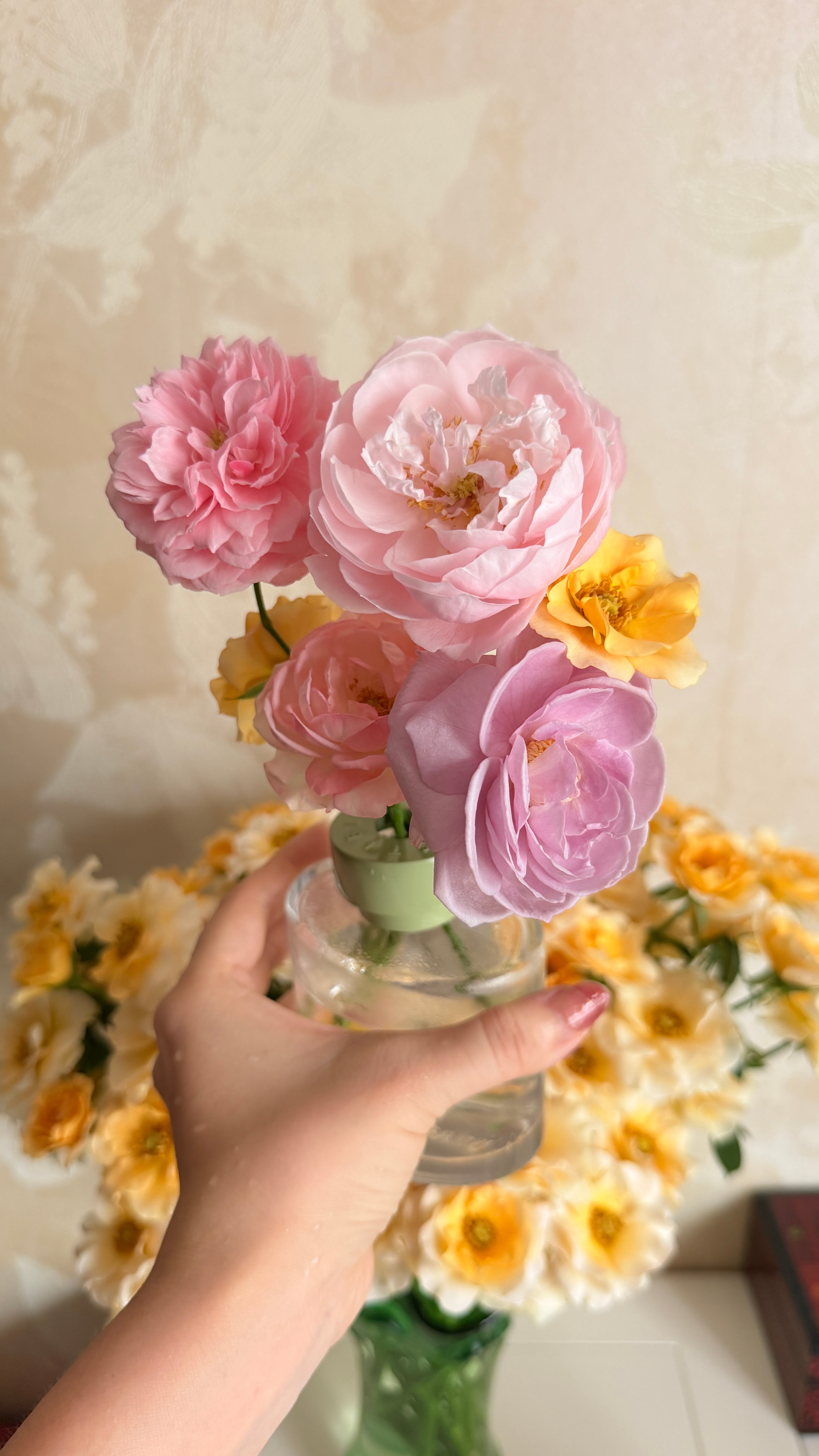🌸今日花事🌼花梨木，浮光，羽毛，草莓杏仁饼，蓝色风暴