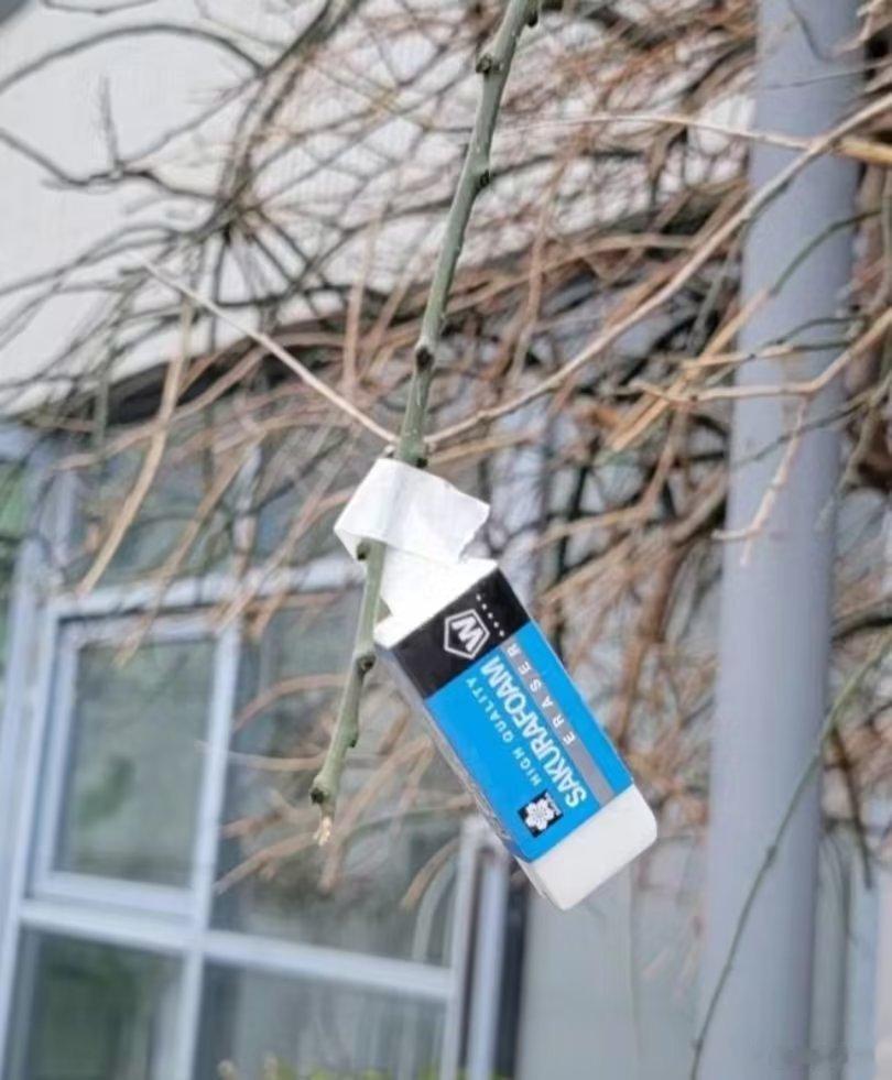 学校里的樱花开了。 ​​​