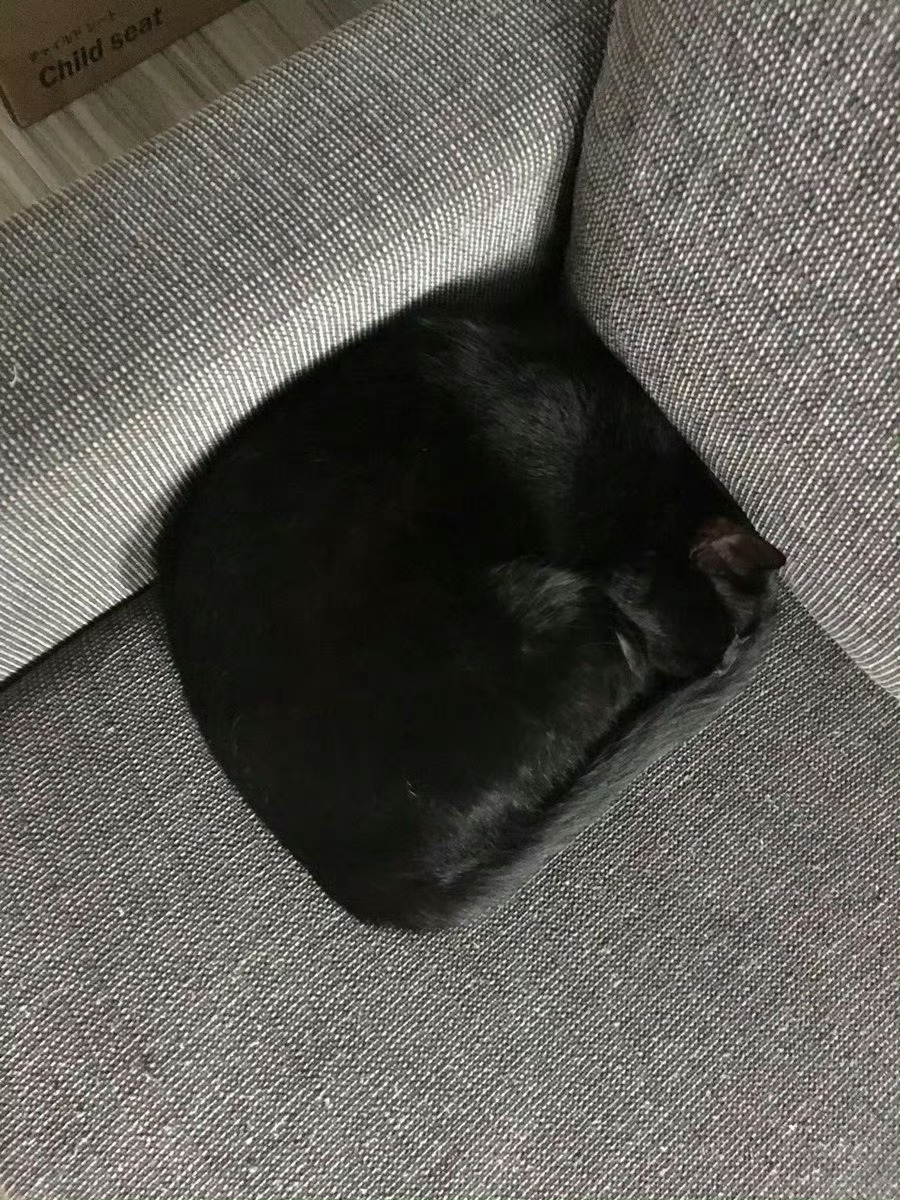 防止你没见过：正方形的猫 