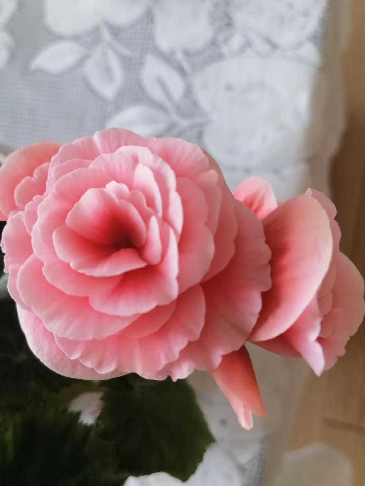 丽格海棠极致之美