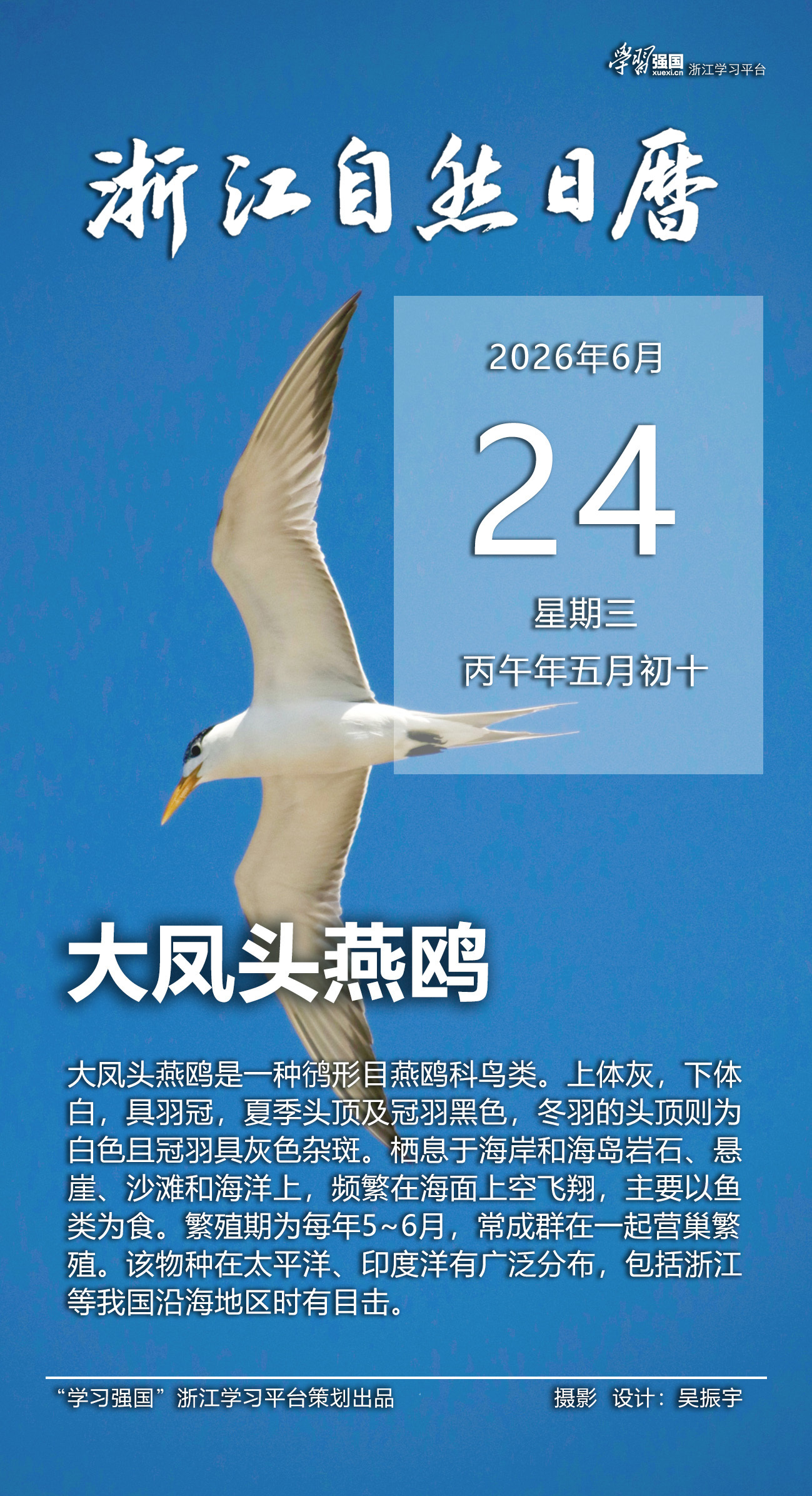 浙江自然日历丨大凤头燕鸥：翱翔远洋 