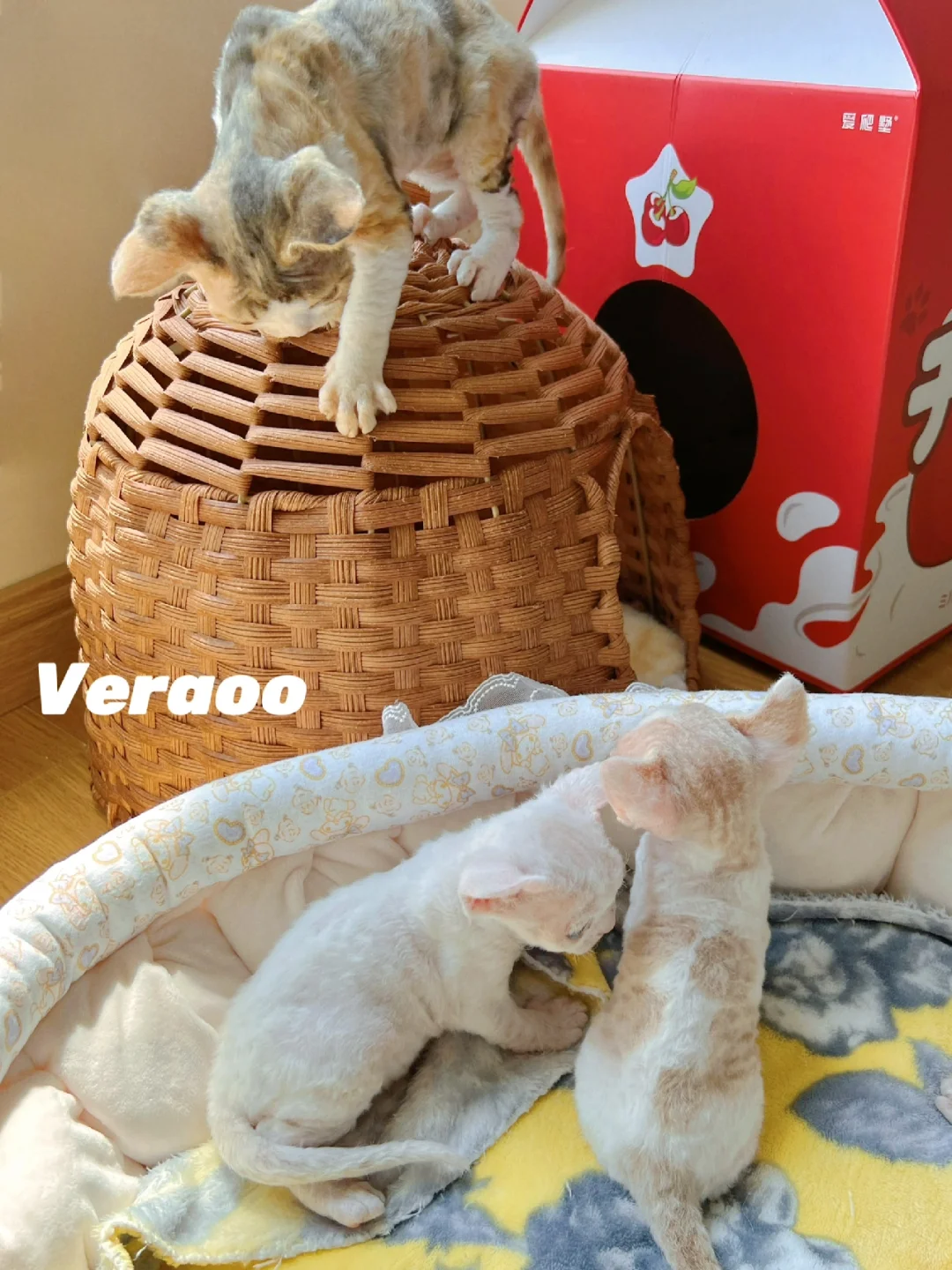 小小卷 & 小卷卷｜德文卷毛猫