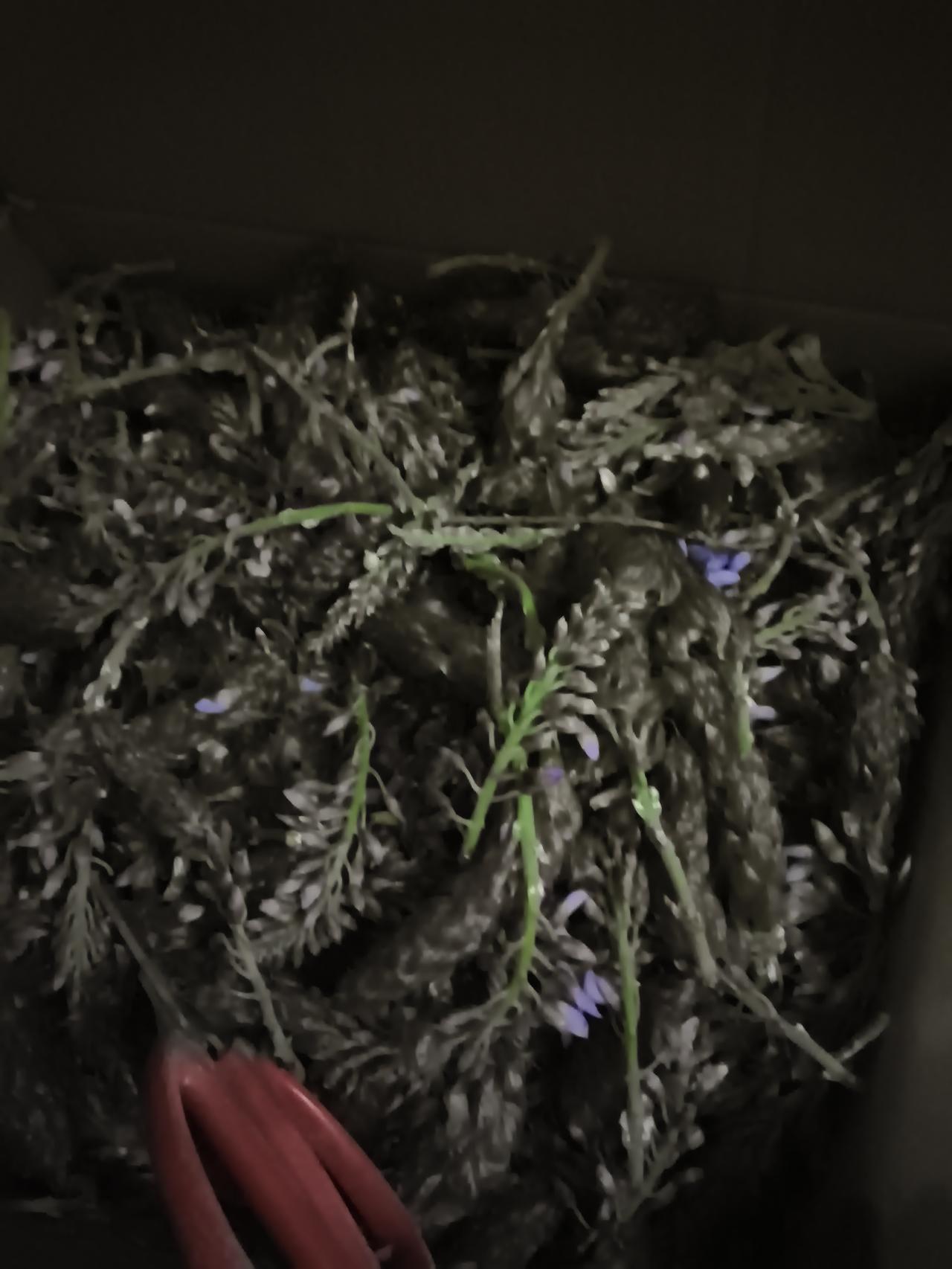 记录我的2026看李子柒的视频，吃玉兰花他们那叫辛夷，就是用水淘洗了之后蒸着吃。