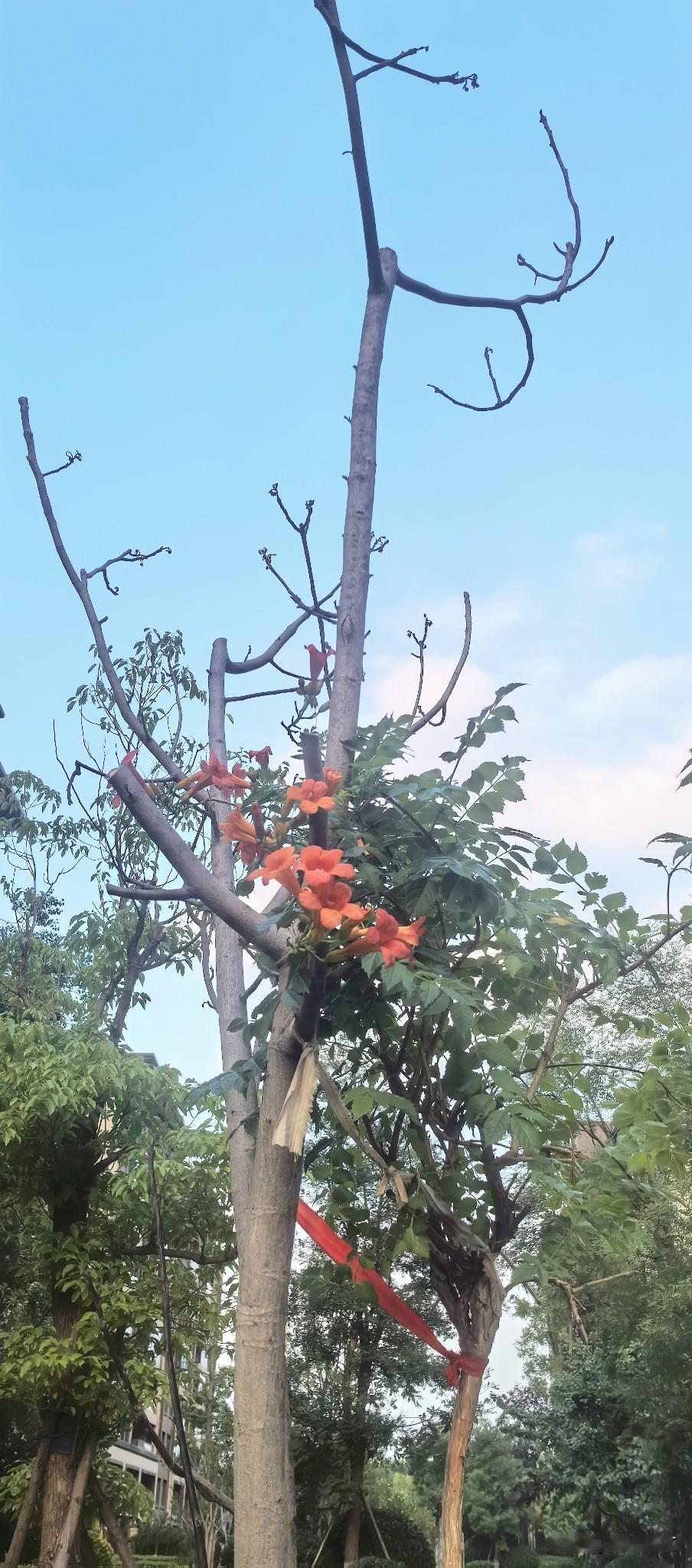 春天种的一棵纸皮核桃树死了，那个卖树的老人说如果死了去地里找她。

没种活很可惜