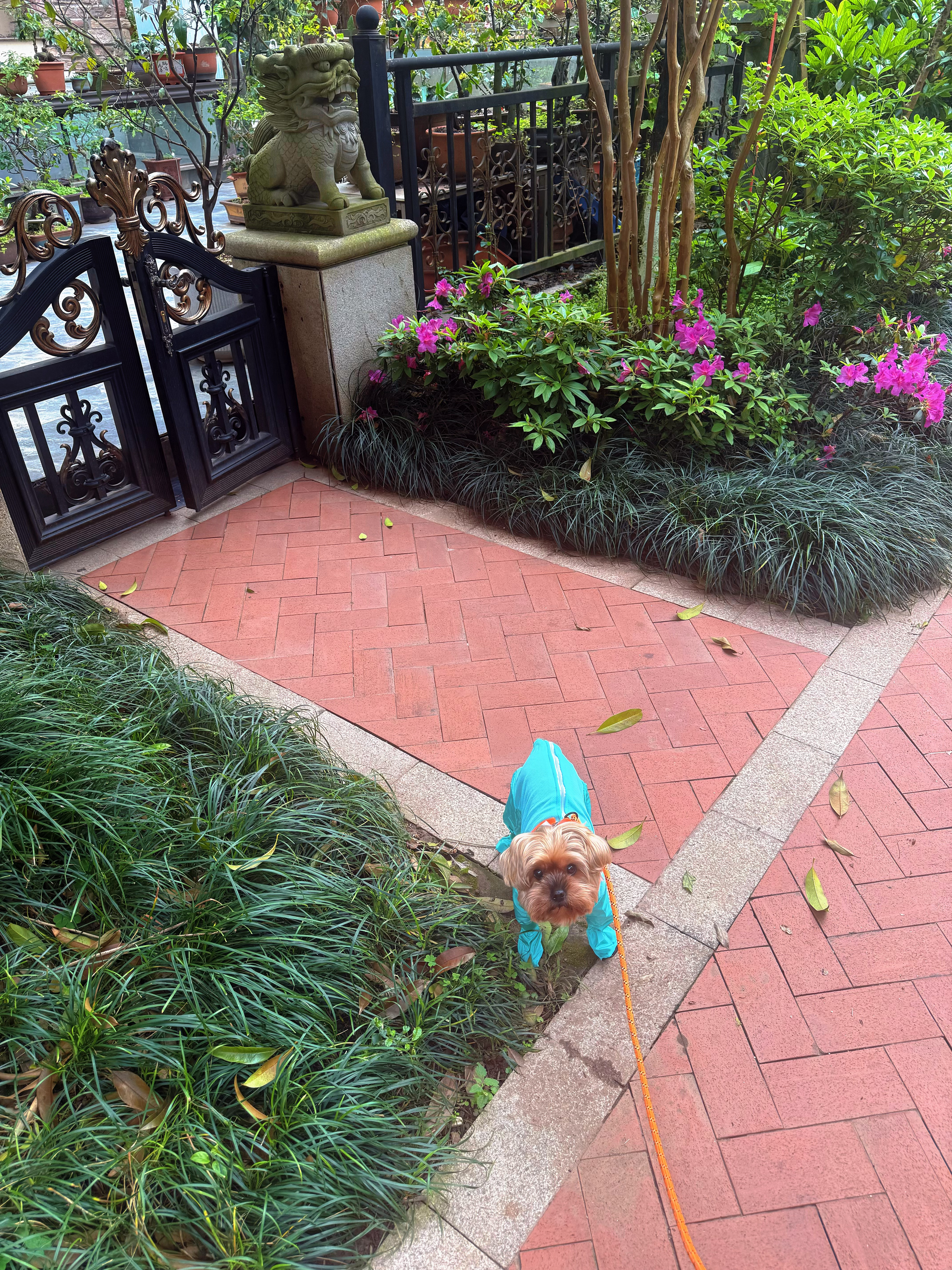 春节过后小🐶第一次踏出家门，活得辛苦了