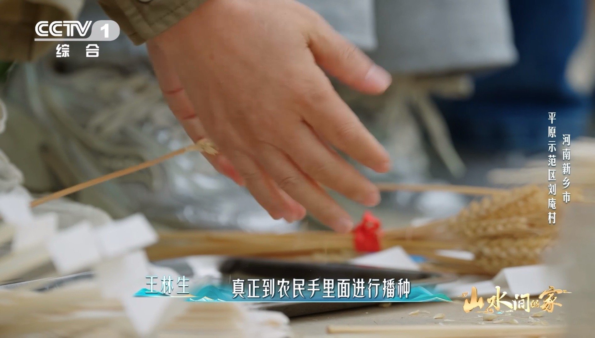 中国科学家花10年培育1粒小麦种子每4个馒头就有1个来自河南 一粒麦种耗十年心血