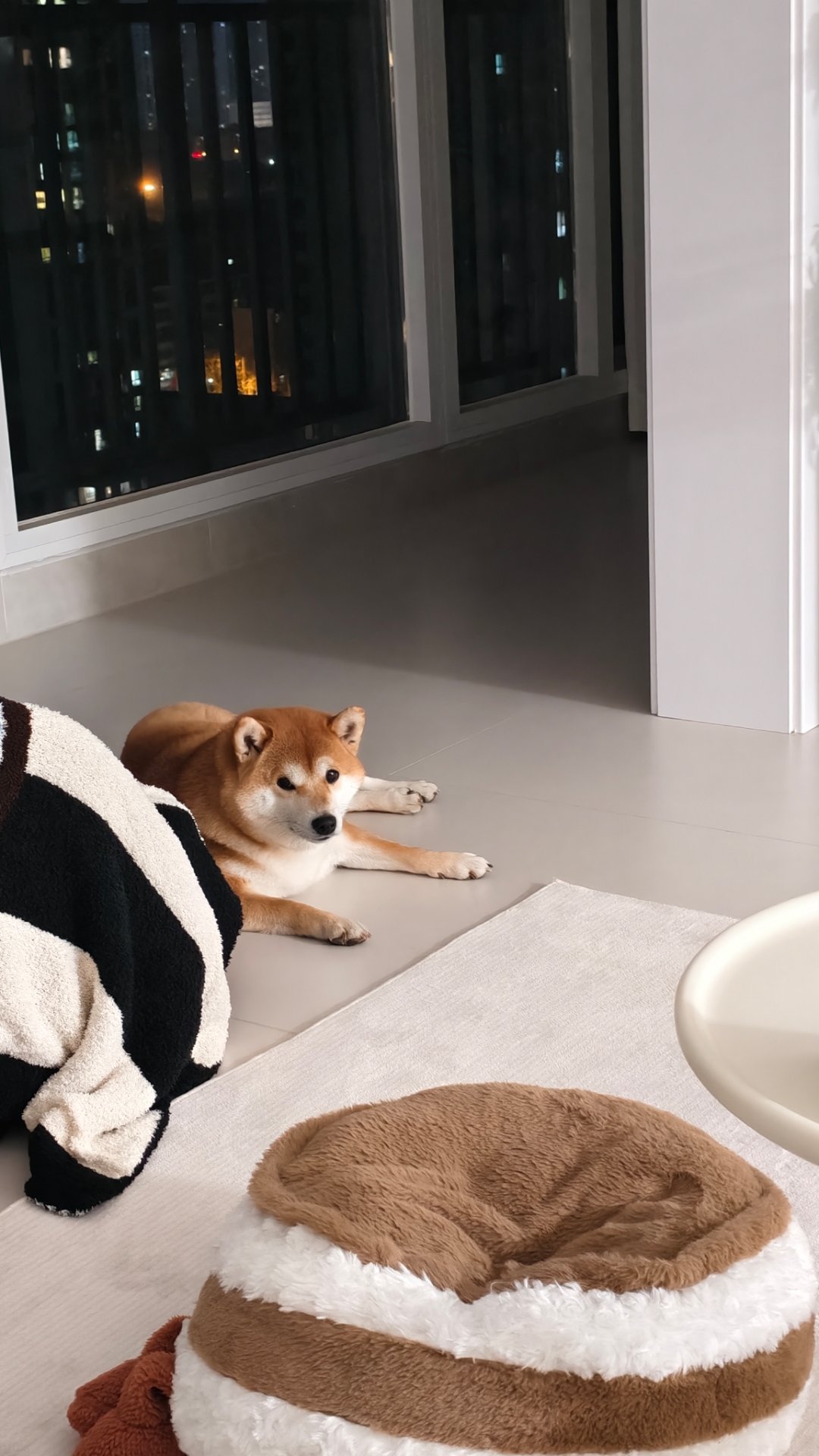 回家看到柴桑心情就会被治愈 