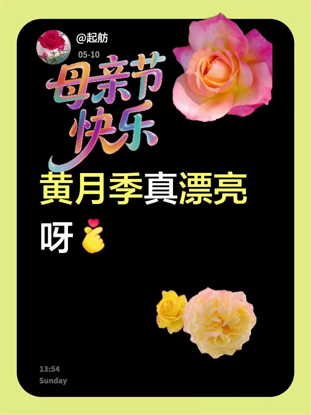 我回复了@安宁的水煮肉片 的评论：
黄月季真漂亮呀