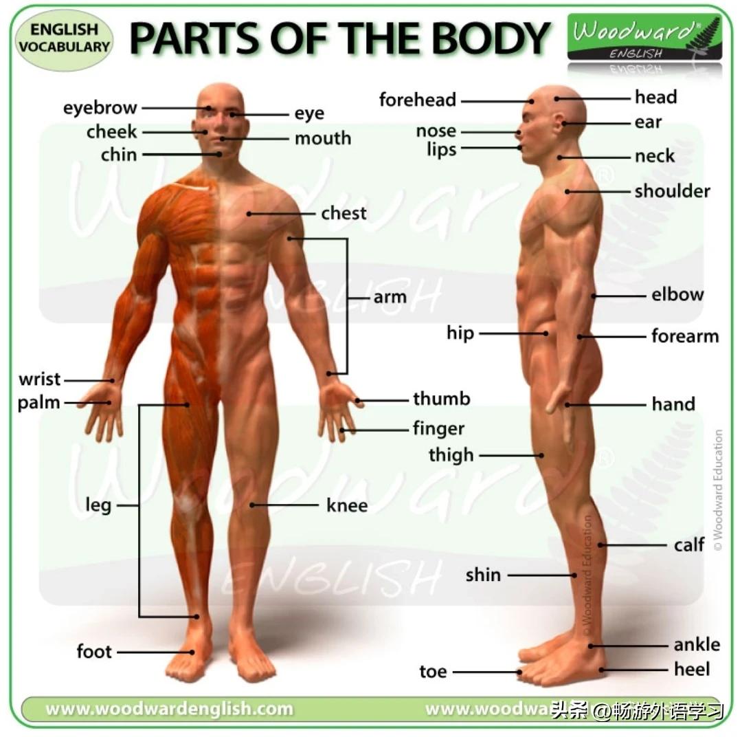 跟“body”有关的英语词汇