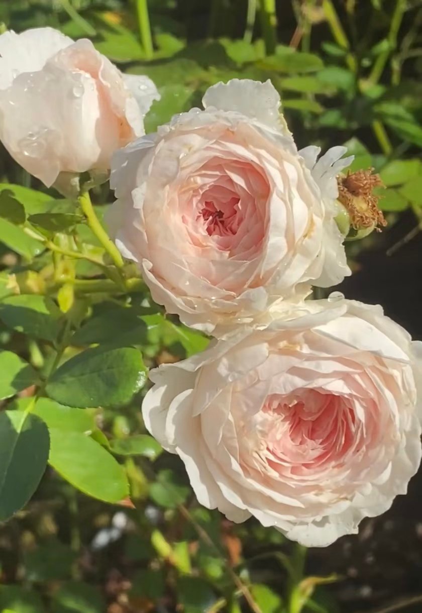 清晨雨后的🌸🌸开的更美更娇艳了。。 