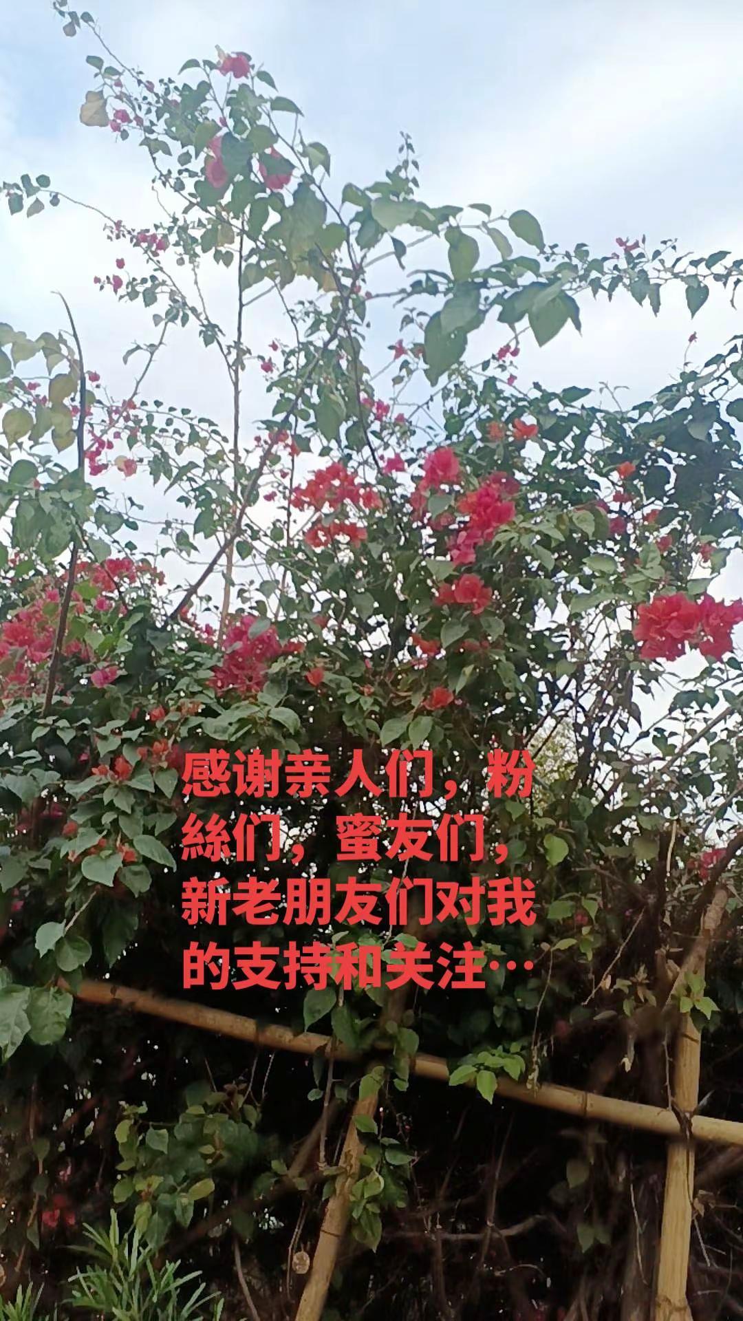 @文素广东谢谢亲人们，粉絲们，蜜友们，新老朋友仿的支持和关注