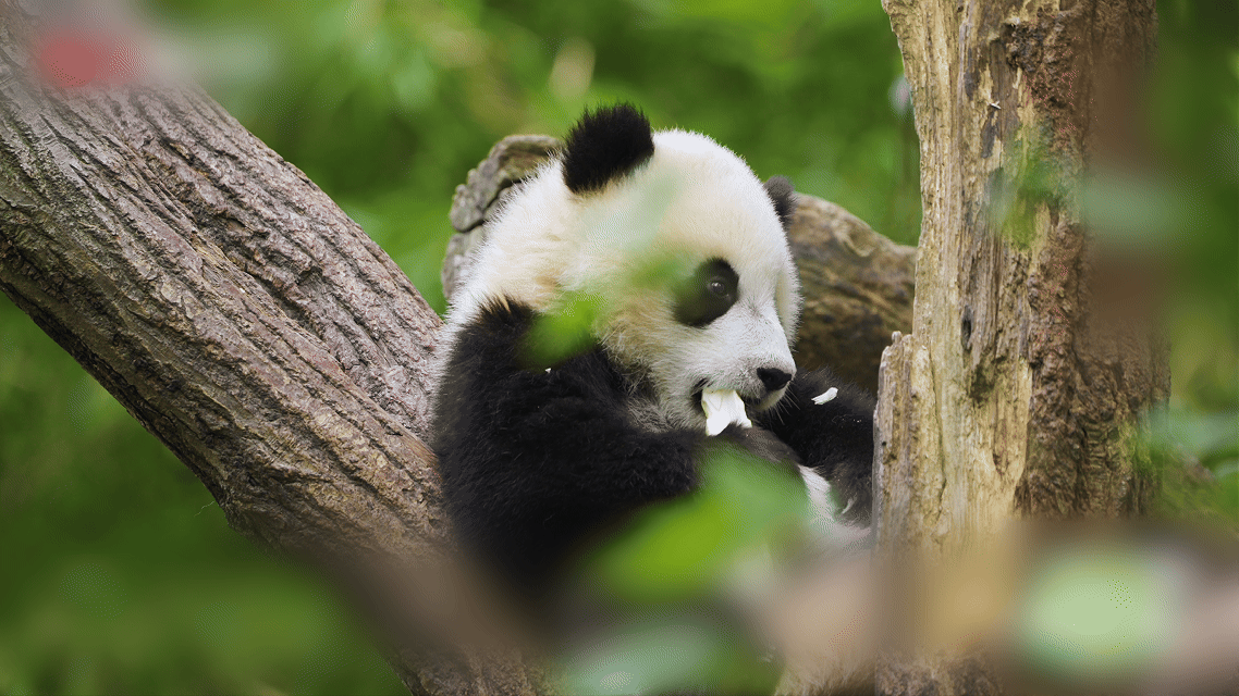 在雅安打卡青阳同款乖巧  从新生幼崽的第一次体检，到老年熊猫的每一次关节护理，熊
