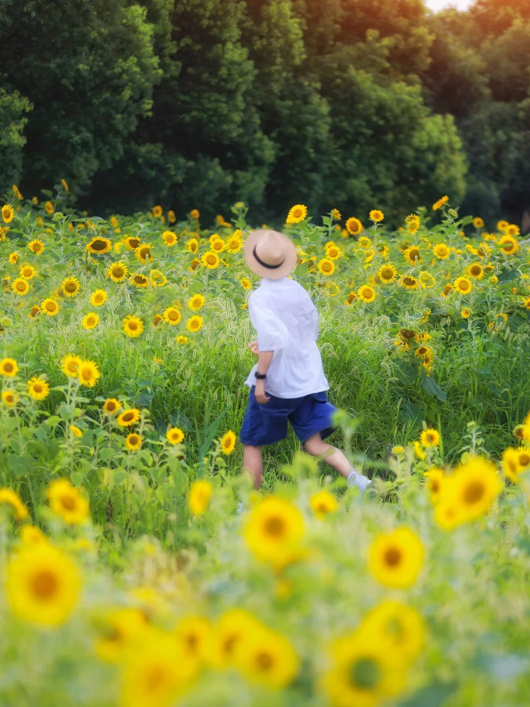 苏州超大‼️免费‼️向日葵花海🌻观赏全攻略📸