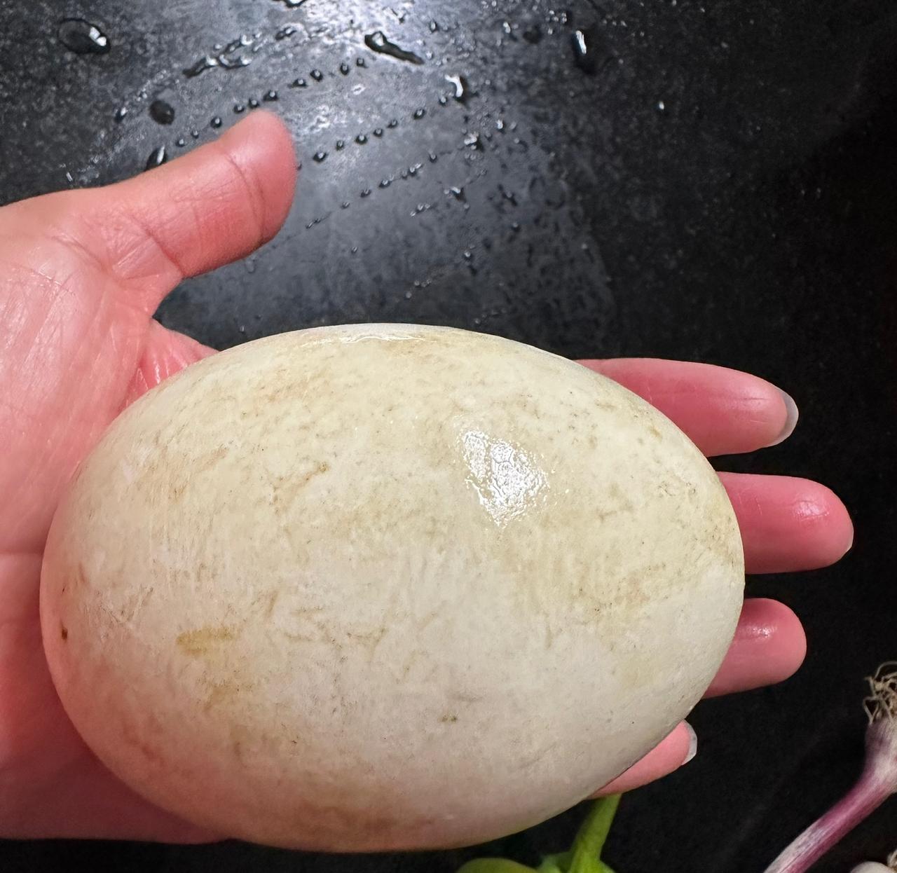 终于把那个4两重的鹅蛋煎起来炒辣椒蒜苗吃掉了！

听人家说鹅蛋煎起来好吃，而且还