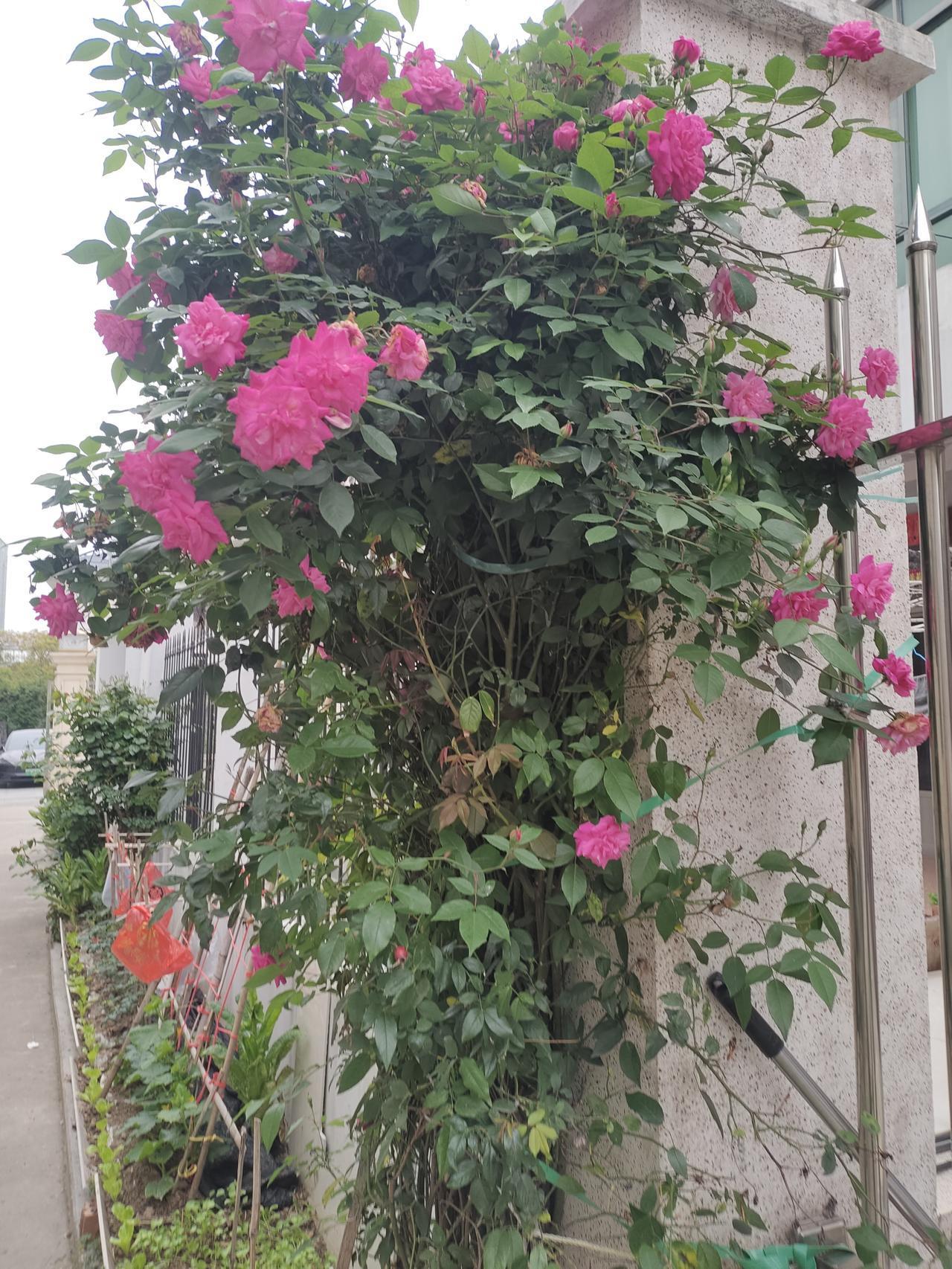 庭院外的花开了
劳有所获，两年前种的树枝繁叶茂，花开得热火朝天。