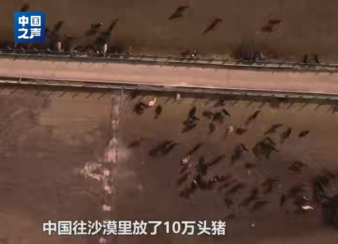 10万头猪让“沙漠变绿洲”？当地回应