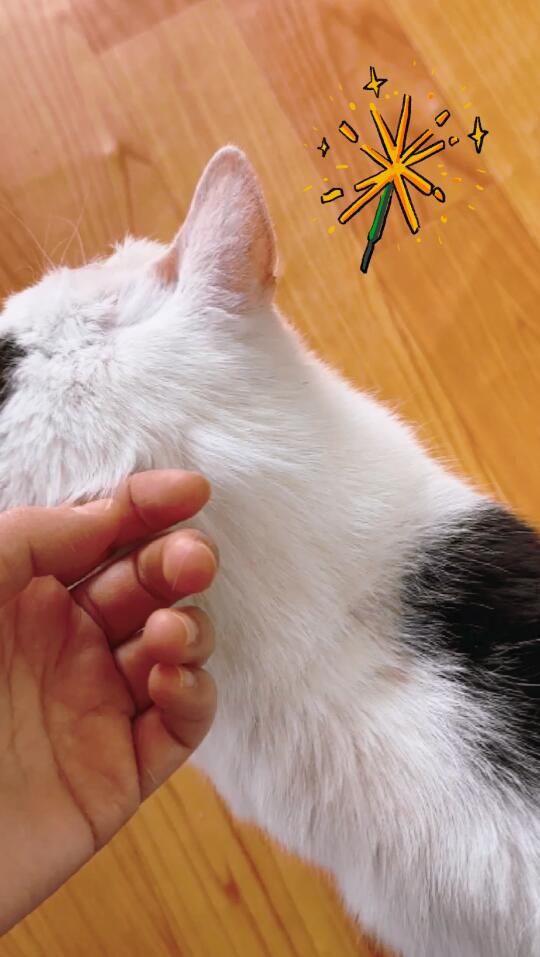 🐱回森爱心投喂！一起为流浪猫加油打气！