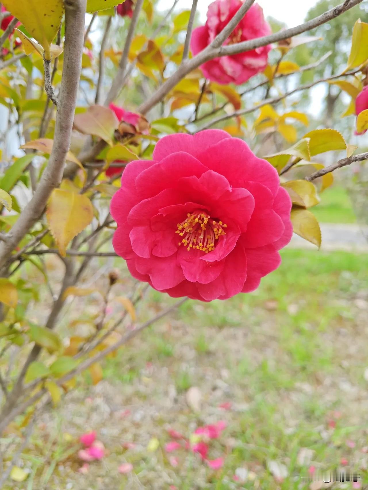 充满成熟韵味儿的茶花