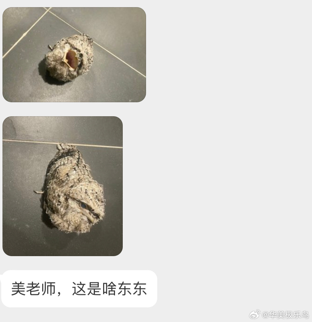 茶色蟆口鸱chī的宝宝长大后一脸囧态🙊 ​​​