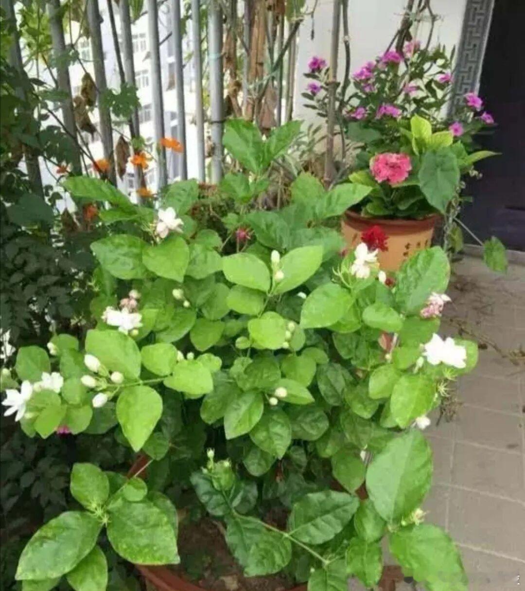 今天分享下茉莉花种植方法。1、茉莉花夏季如何养夏季是茉莉花的盛花期，为了让它开花