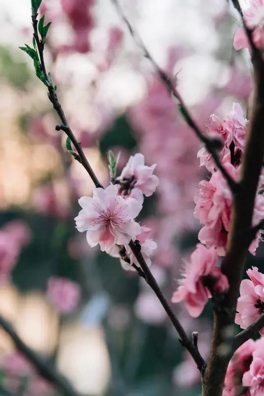 桃花的美总是让人无法抗拒，给大家分享几种漂亮的桃花。
菊花桃是观赏桃花中的稀有品