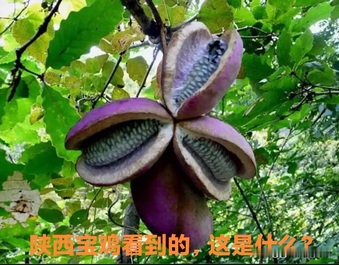 八月一号在宝鸡鸡峰山景区拍到一株奇特的植物，果形椭圆，成熟的果实裂开，里面有褐紫