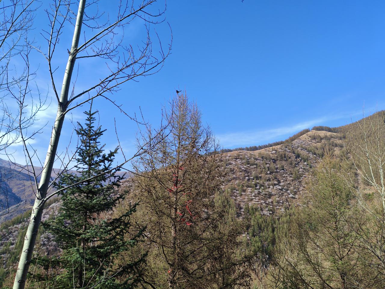 登五台山
风行谷底流清水，
山势连绵草木芳。
三进五台临圣境
一登千级沐天光。