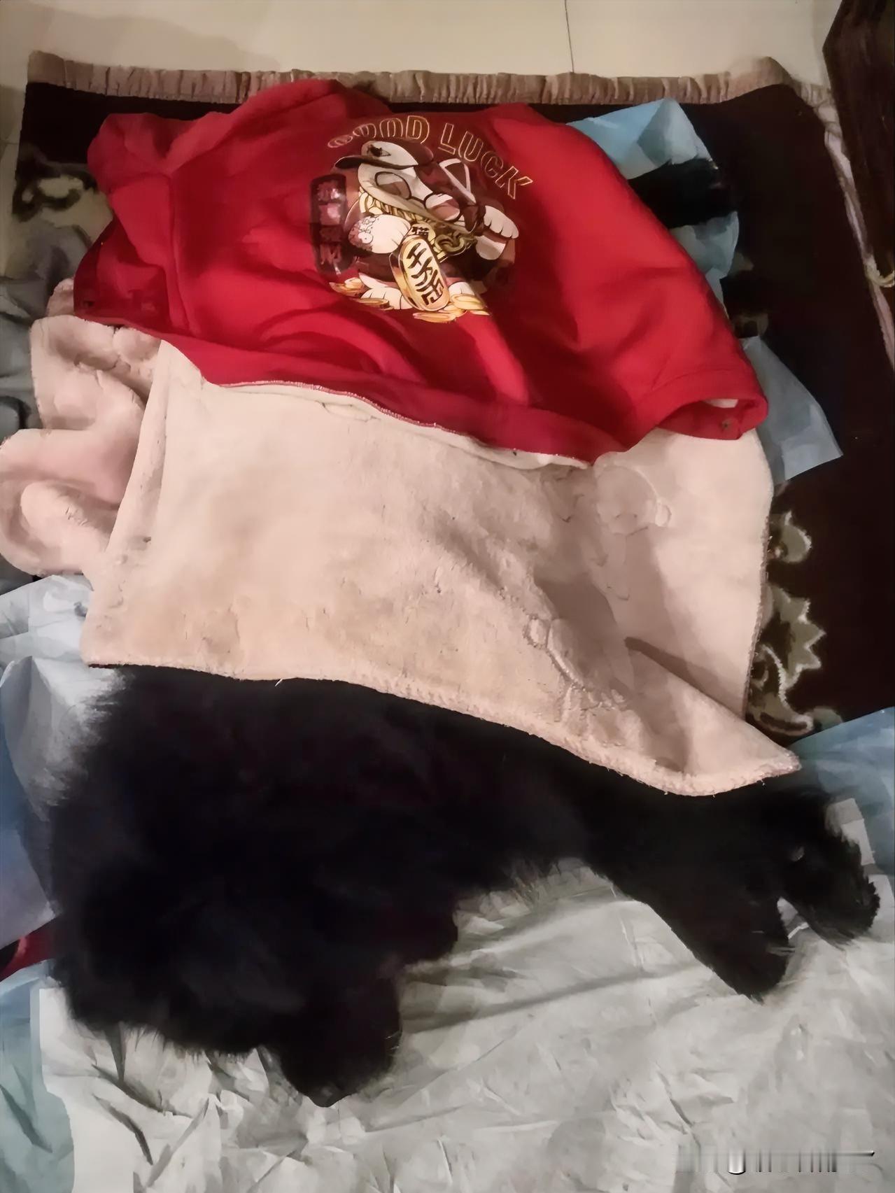 家养的黑松狮已经18岁零5个月，迈入了高龄暮年。

它如今走几步便喘息不止，遛弯