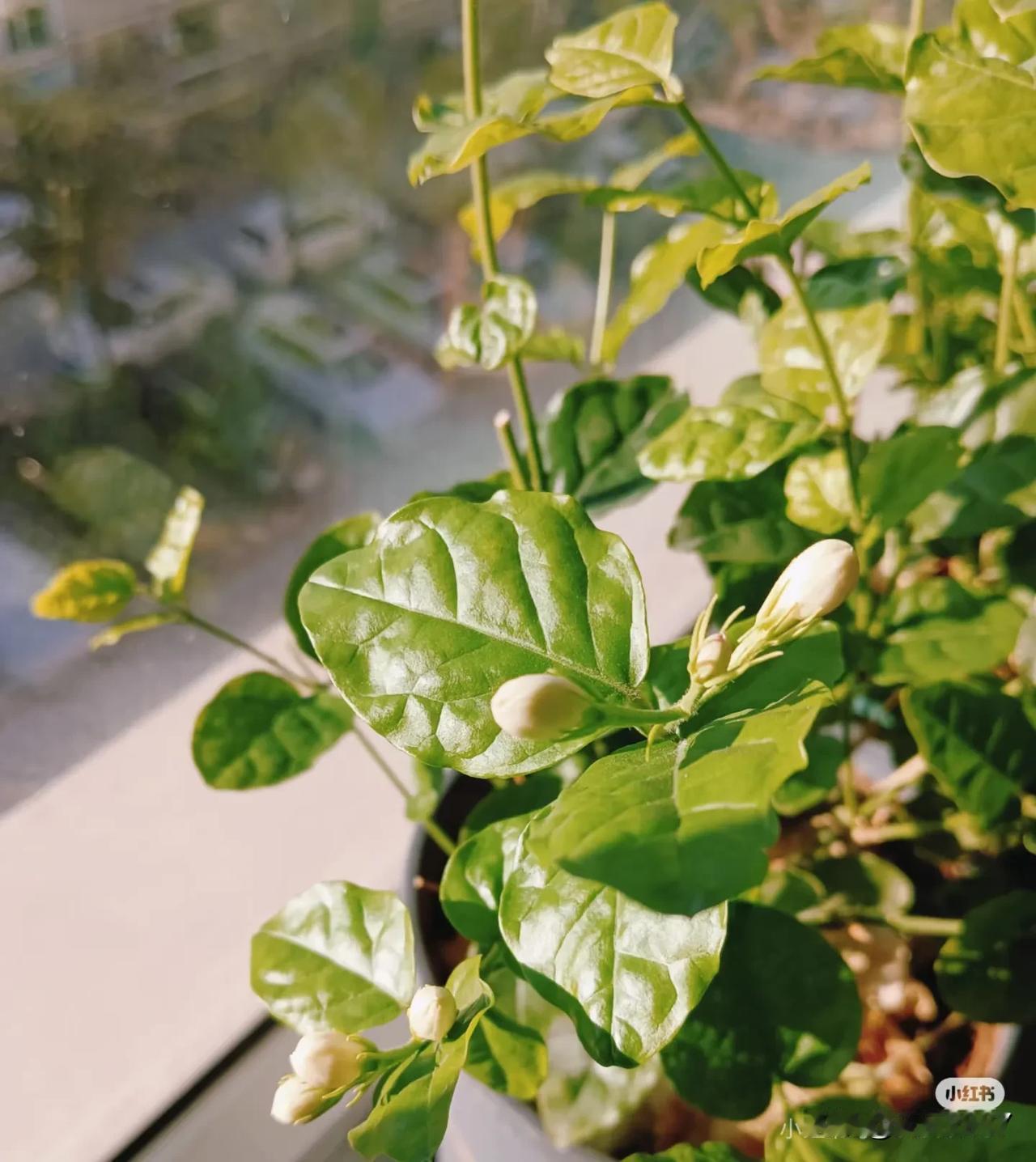 静待花开的日子也挺快乐！随手拍阳台花。