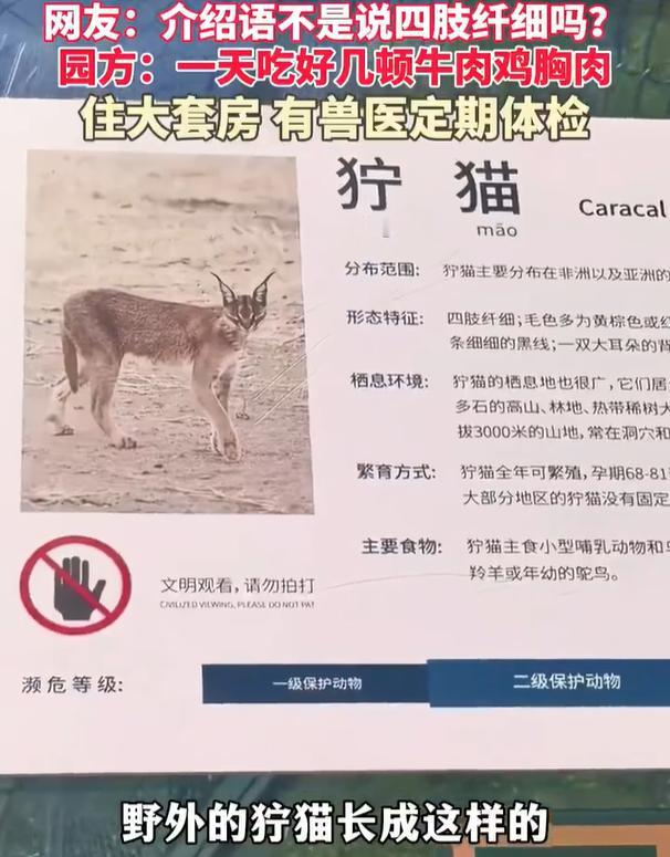 【动物园狞猫被养得胖成球】园方称胖成球狞猫每天吃好几顿 5月5日，安徽宣城。皖南