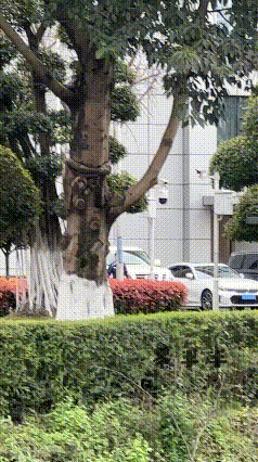 3.17的莎莎，
和体能翔哥以及康复师从球馆里走出来，
应该是下午体能配合康复给