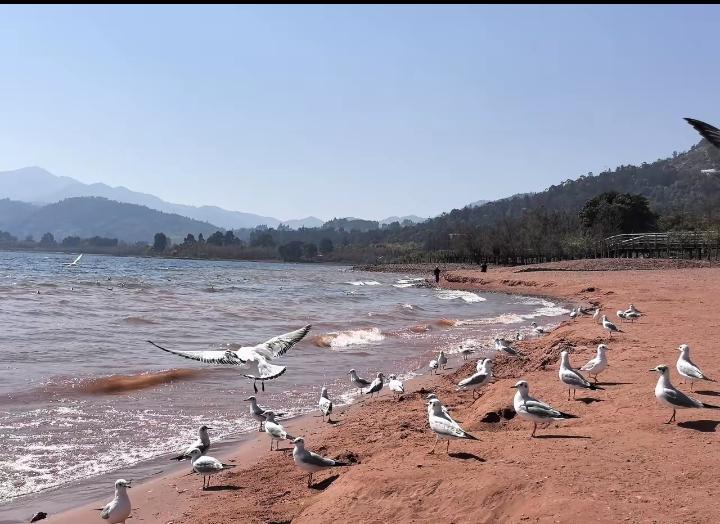 特朗普现在也不装了，因为美军调集的特种部队和空降兵以及两栖登陆部队基本上已经抵达