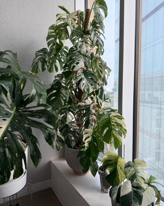 白龟背要长成大树了🌳