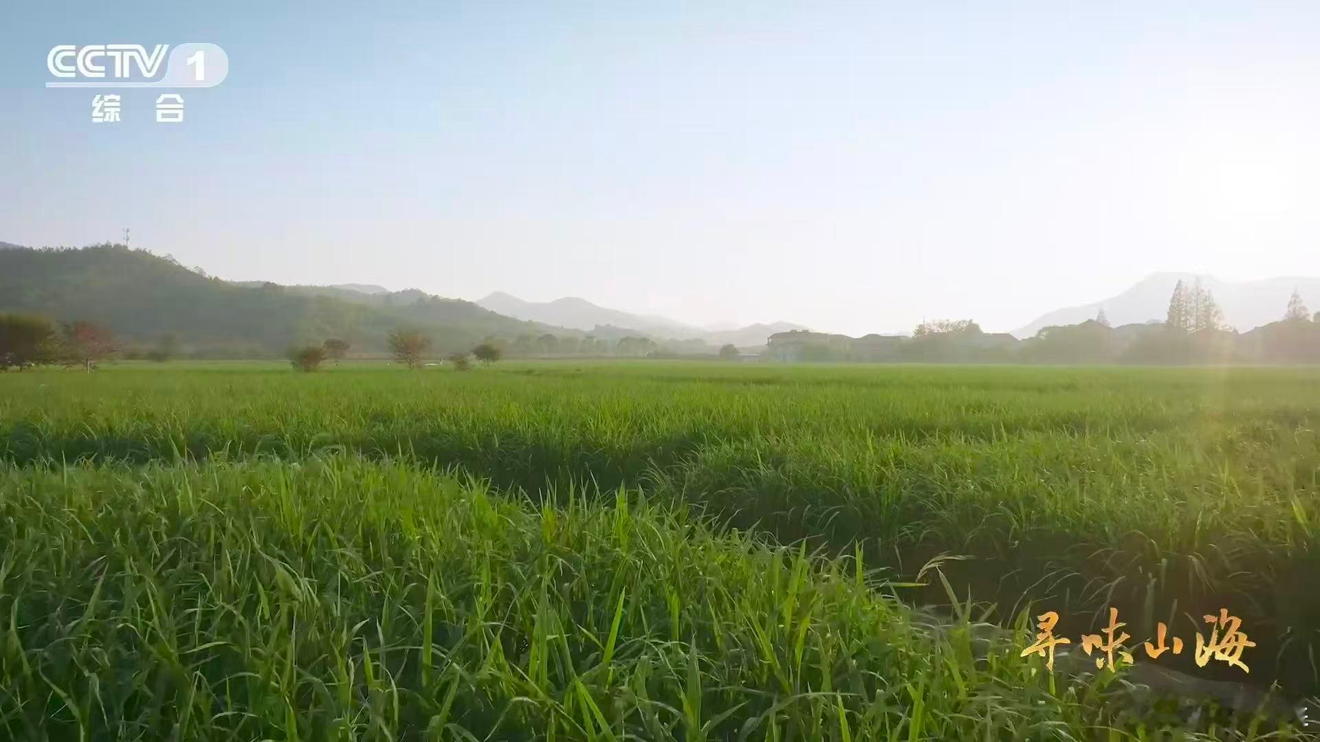茭白居然和大米是亲戚茭白原本是古人吃的粮食 水八仙里的德清茭白，竟是谷物“变身”