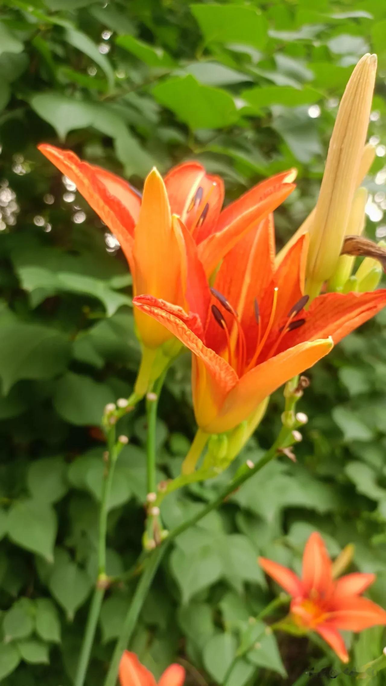 咏黄花（金针）
 
河岸金英开浅黄，纤茎凝露沐朝阳。
休言不比名花艳，入馔清心美