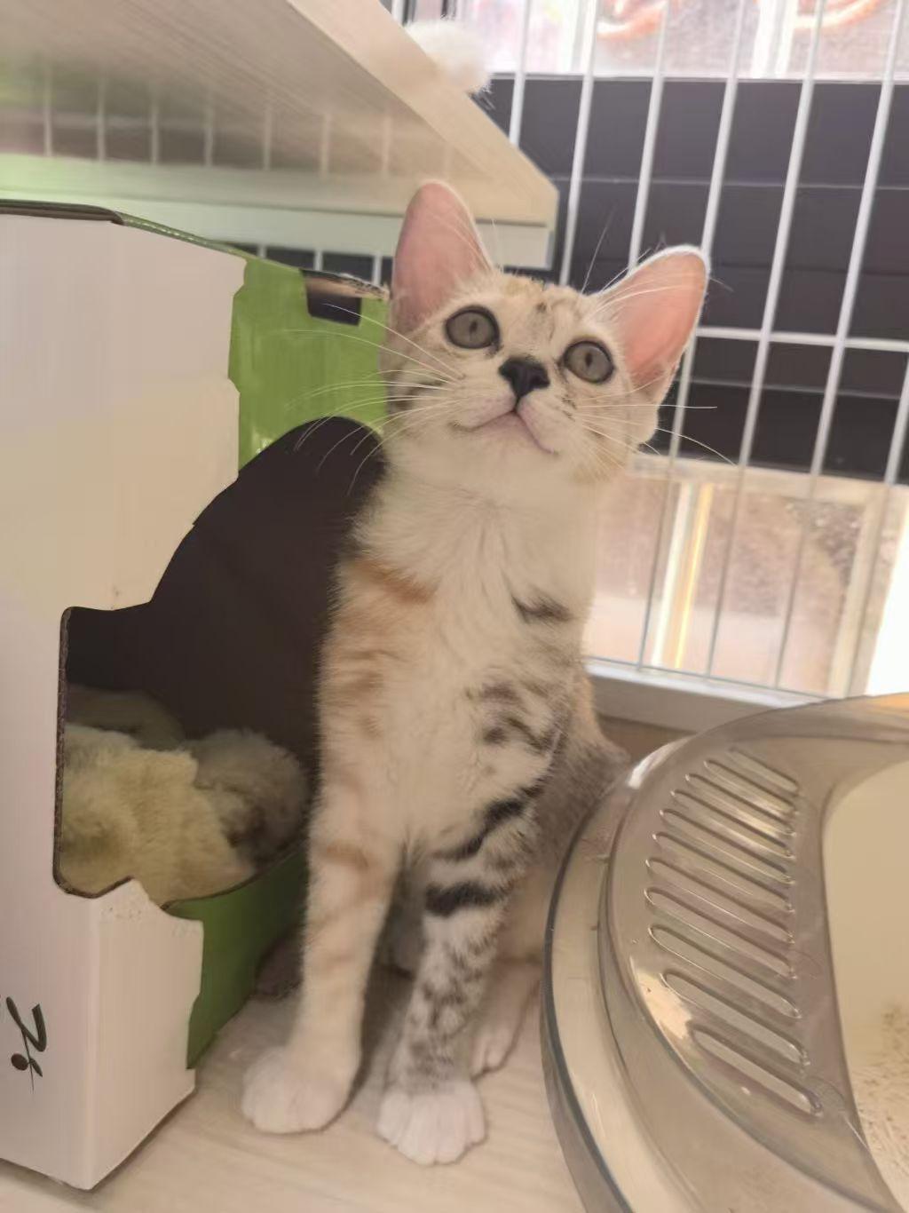 珠海，救助流浪猫寻找爱心领养！
宠物品种:田园
宠物名 ：小瓶子
性别 ：母
年