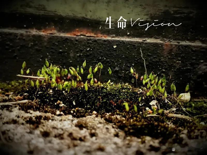 生命的本质是什么？这问题就像一团迷雾，很多人一辈子都在摸索。有人觉得是赚钱养家，