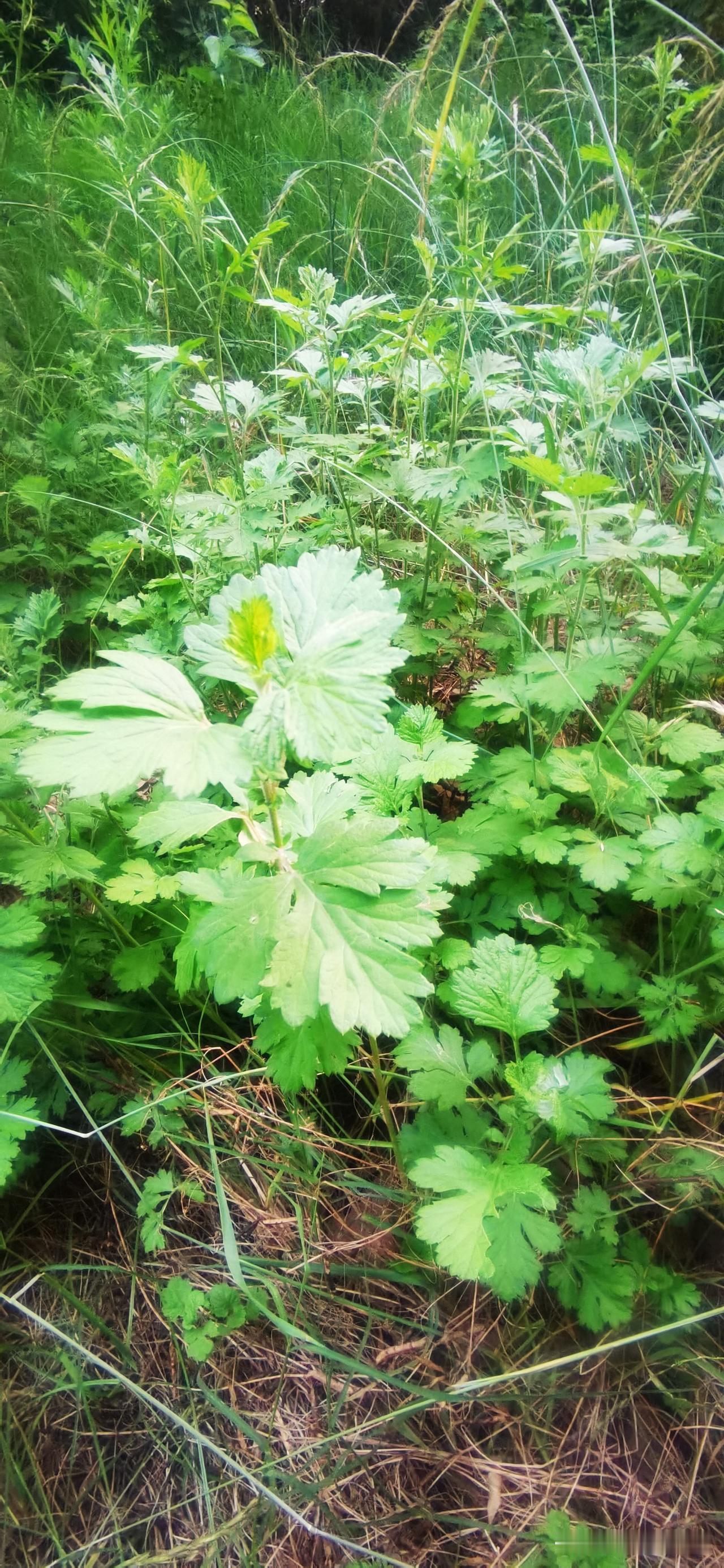 大神们帮忙认草！[比心]
西安路边绿化带偶遇“疑似艾草”！眼看端午就要到了，好多