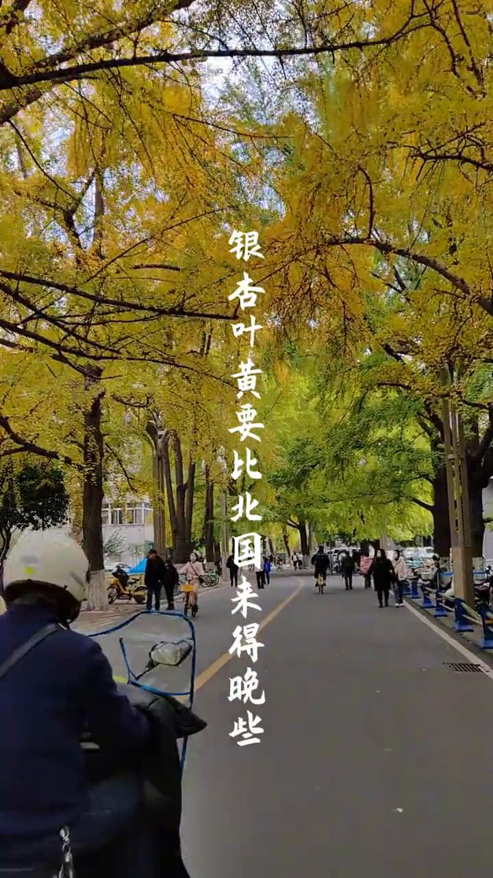 邂逅成都。
成都的秋天总要比别处晚些，银杏叶黄要比北国来得晚些。成都银杏叶正当黄