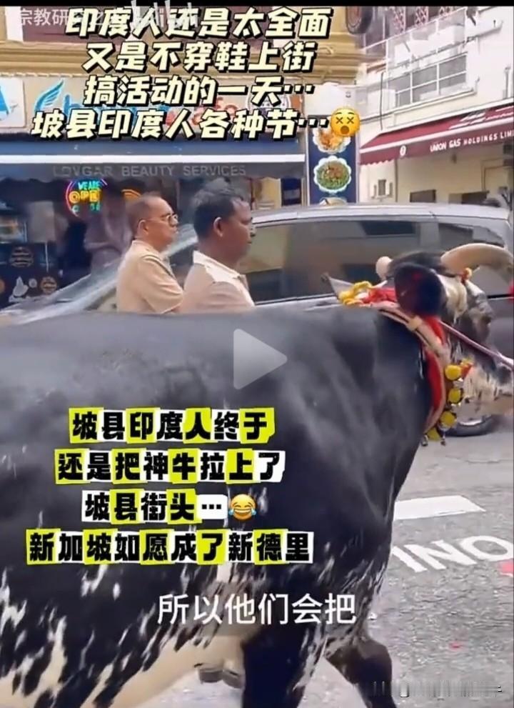 印度人终于还是把神牛拉上了新加坡街头，被玩梗“印加坡”还不服气，这下实锤了吧。