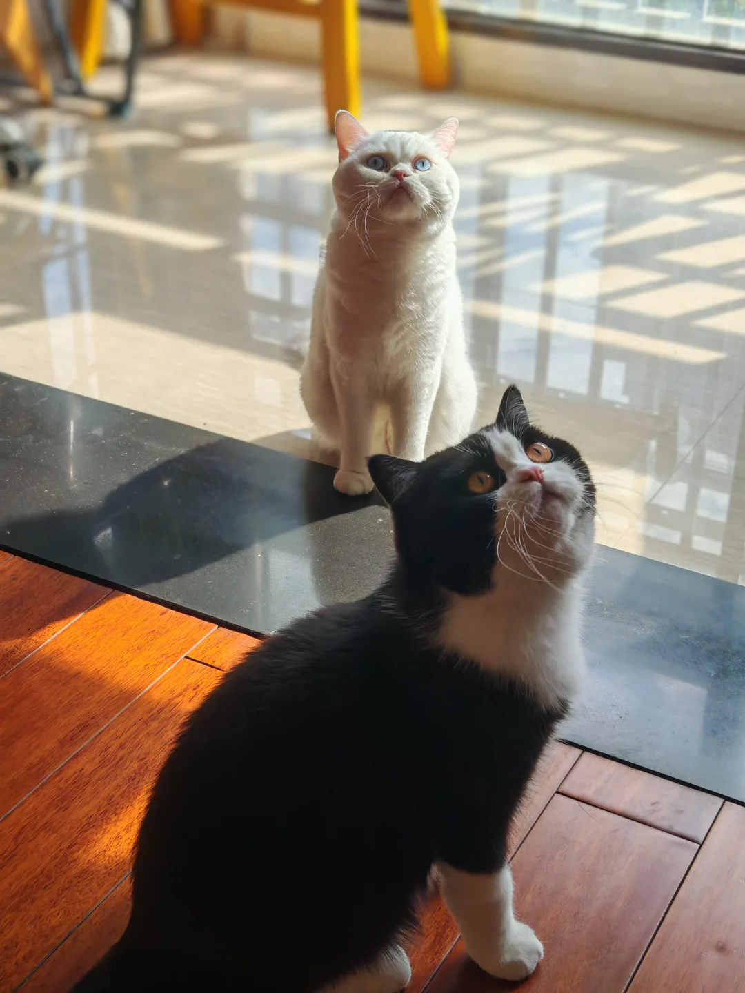 有妈妈的小猫